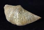 Cyrtospirifer rudkinensis (LJASCHENKO 1959) - Bild © FossNet FossilienStore